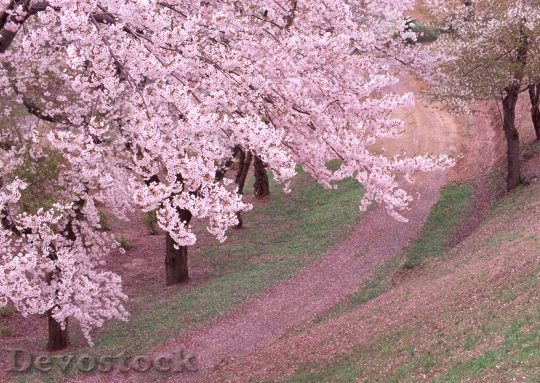 Devostock Beautiful Cherry Blossoms Landscape