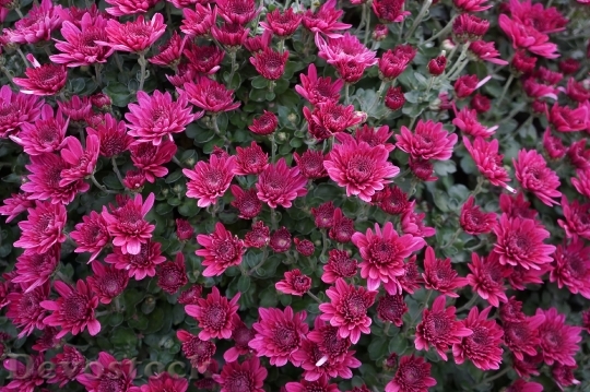 Devostock Beautiful Pink Chrysanthemum
