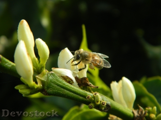 Devostock Bee Flower Nature 648223