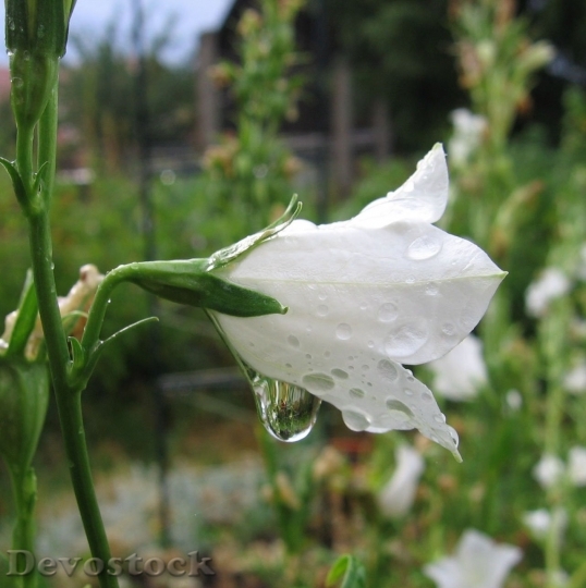 Devostock Bellflower White Drop Water