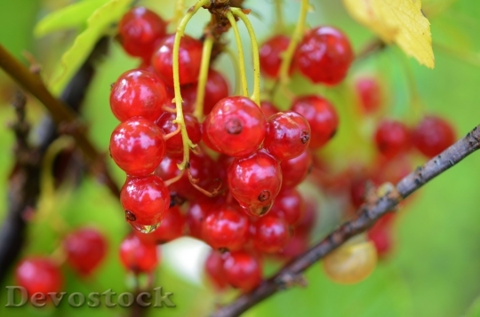 Devostock Berry Red Food Fruit