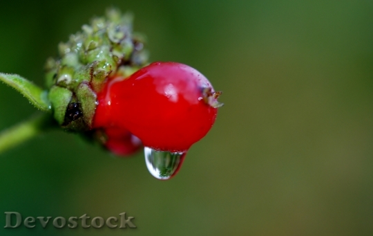 Devostock Berry Red Nature Macro
