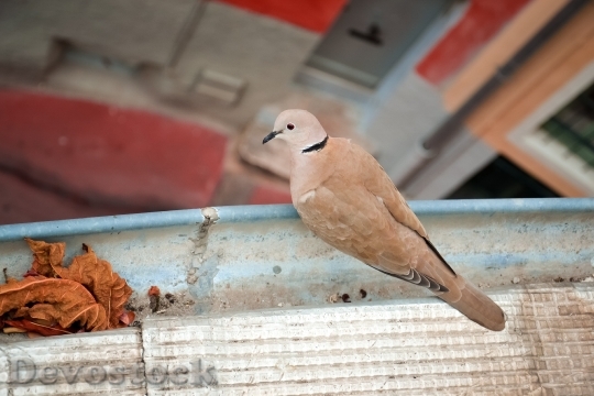 Devostock Bird Dove Freedom Peace