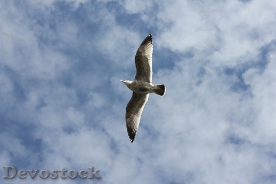 Devostock Bird Flying Animals Wings