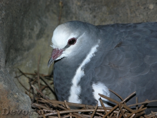 Devostock Bird Nest Bird Nest