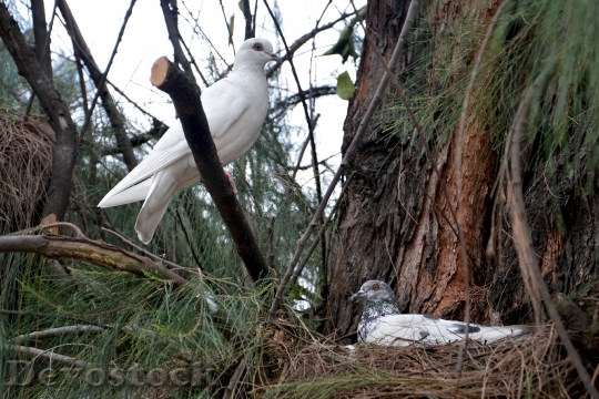 Devostock Birds Pigeons Nesting Nature