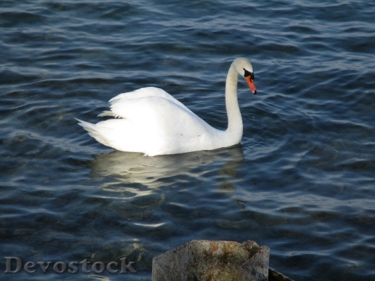 Devostock Birds Swan Mute Swan