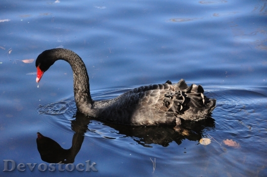 Devostock Black Swan Ave Swan