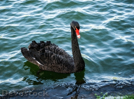 Devostock Black Swan Bird Portrait 0