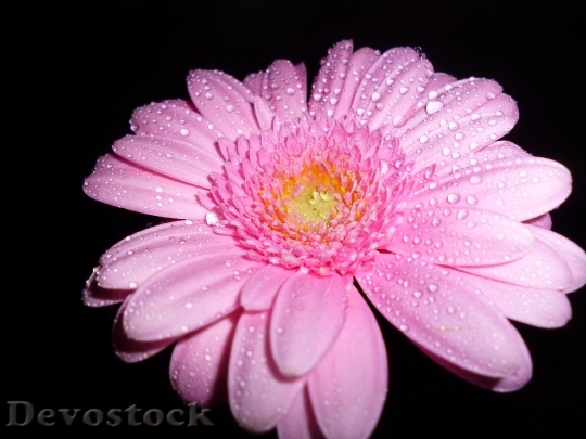 Devostock Blossom Bloom Gerbera Pink
