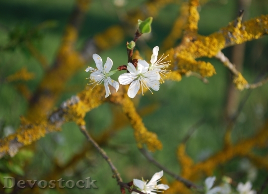 Devostock Branch Flower Blossom Wild