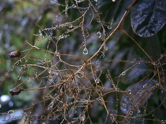 Devostock Branches Aesthetic Raindrop Drip