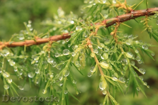 Devostock Bush Coniferous Drops Green 1