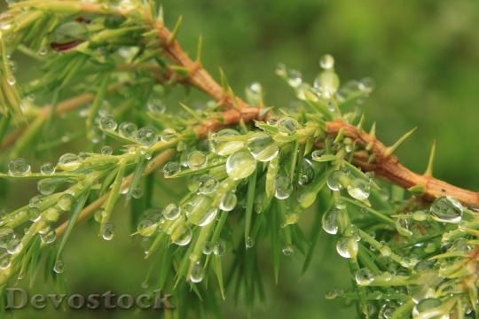 Devostock Bush Coniferous Drops Green