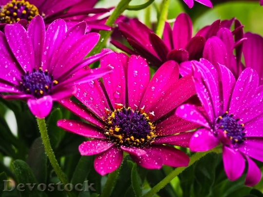 Devostock Cape Basket Flower Composites 0