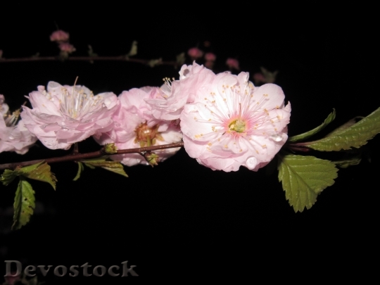 Devostock Cherry Blossom Cherry Blossom 10
