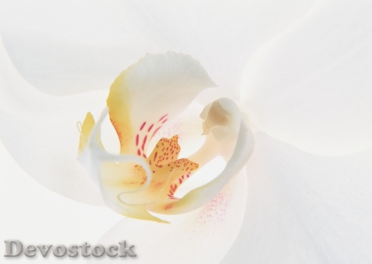 Devostock Closeup Lily Flower Isolated