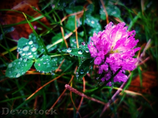 Devostock Clover Drop Nature Purple