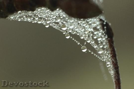 Devostock Cobweb Dew Drop Water