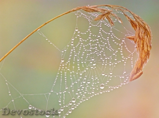 Devostock Cobweb Dewdrop Network Dew