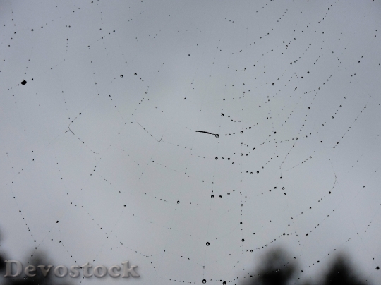 Devostock Cobweb Drop Water Beaded