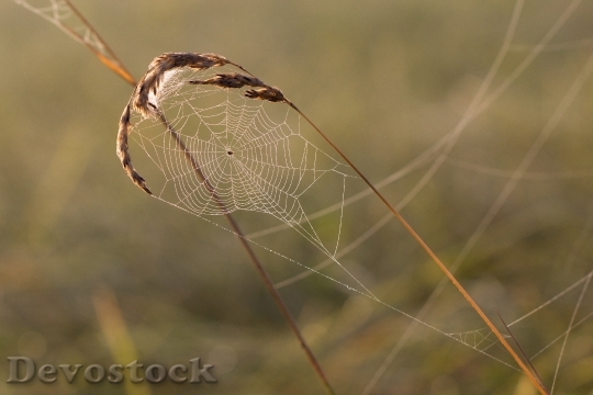 Devostock Cobweb Grass Spider Dewdrop