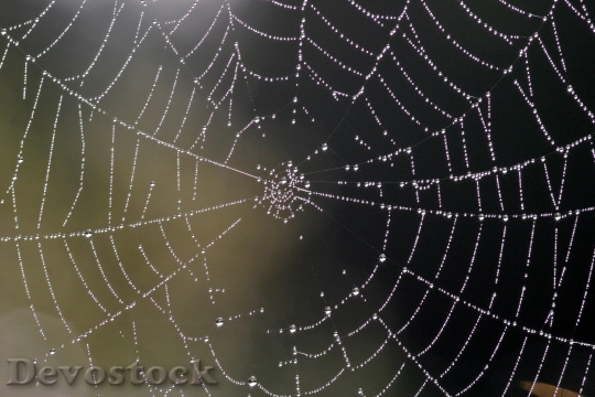 Devostock Cobweb Nature Network Dew