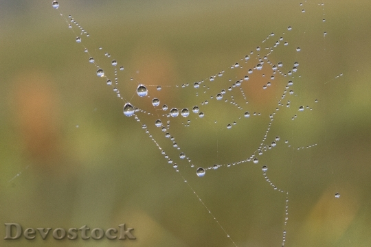 Devostock Cobweb Network Dew Dewdrop