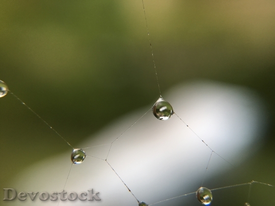 Devostock Cobweb Water Drip Dewdrop
