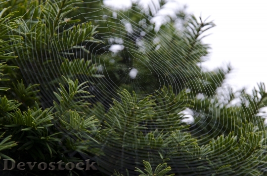 Devostock Cobweb Web Spider Web 0