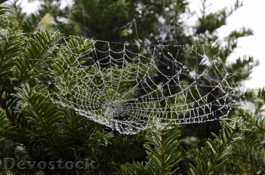 Devostock Cobweb Web Spider Web