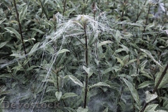 Devostock Cobwebs Drip Water Dew