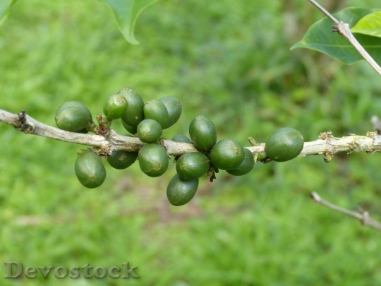 Devostock Coffee Beans Coffee Berries