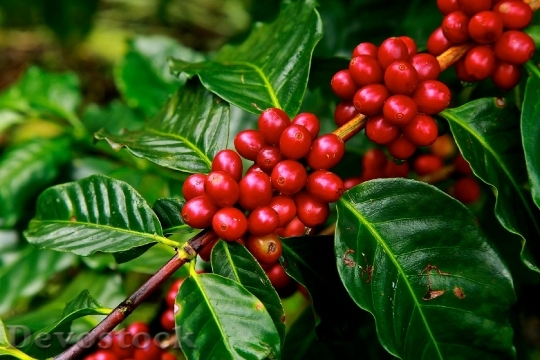 Devostock Coffee Beans Ripe Agriculture