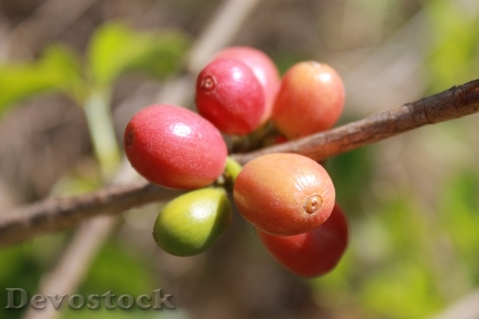 Devostock Coffee Coffee Bean Grain