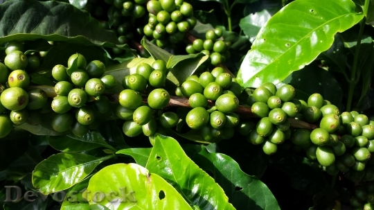 Devostock Coffee Coffee Tree Fruit