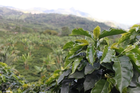 Devostock Coffee Colombia Green Coffee