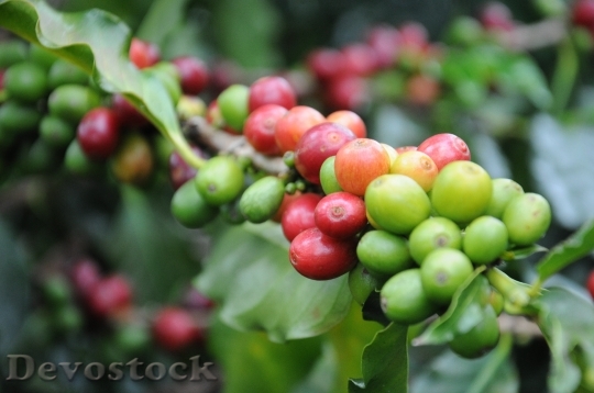 Devostock Coffee Grain Coffee Beans 2