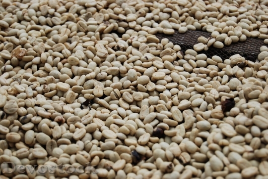 Devostock Coffee Grains Roasted Coffee