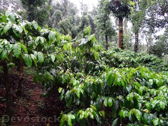 Devostock Coffee Plantation Coffea Robusta 0