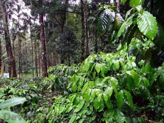 Devostock Coffee Plantation Coffea Robusta 1