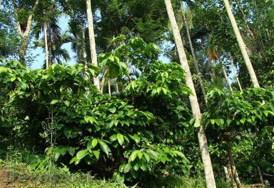 Devostock Coffee Plantation Coffea Robusta 2