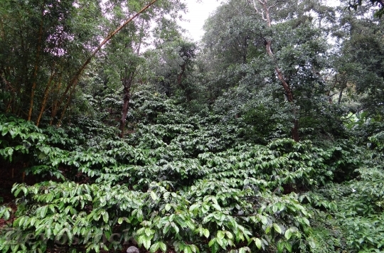 Devostock Coffee Plantation Coffea Robusta 4