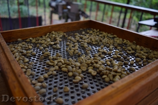 Devostock Coffee Toasted Green Grain