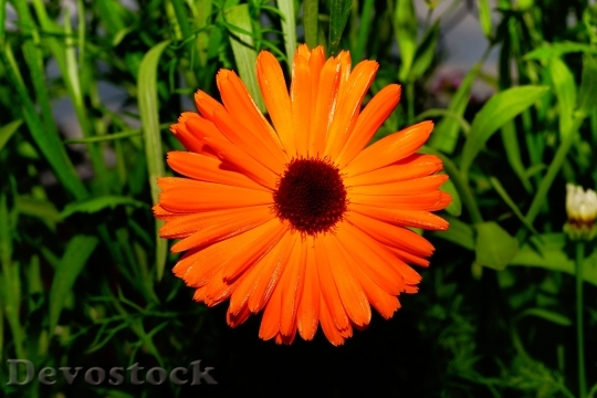Devostock Color Orange Flowers Chrysanthemum