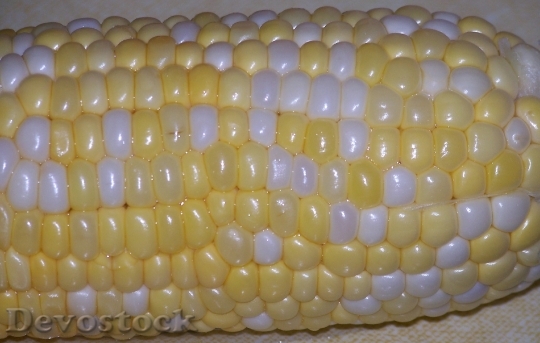Devostock Corn Cob Ear Food
