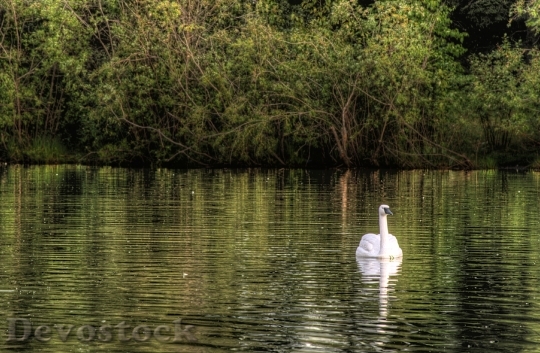 Devostock Courting White Swan On