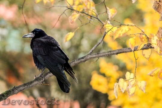 Devostock Crow Rook Bird Raven