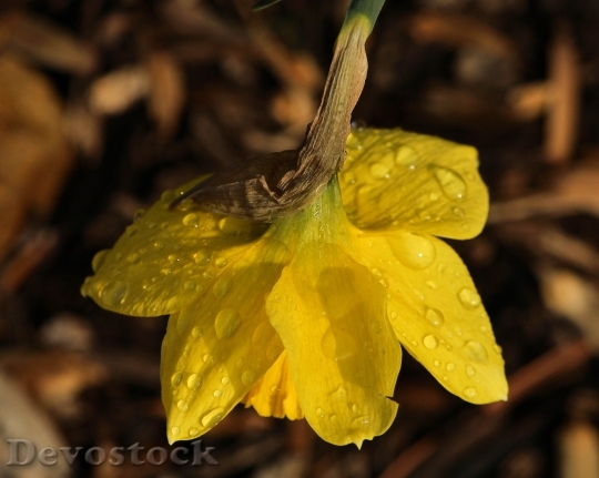 Devostock Daffodil Narcissus Jonquil 94357