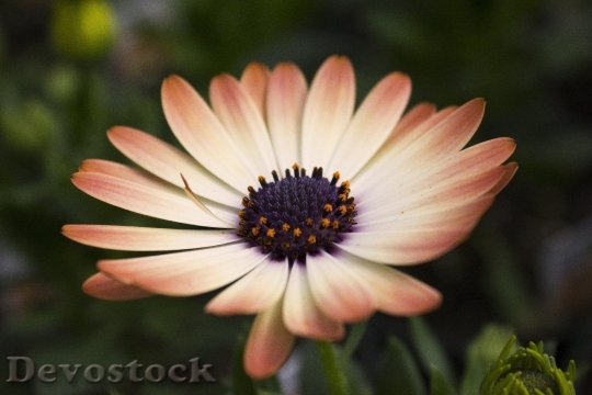 Devostock Daisy Flower Beautiful Perfect